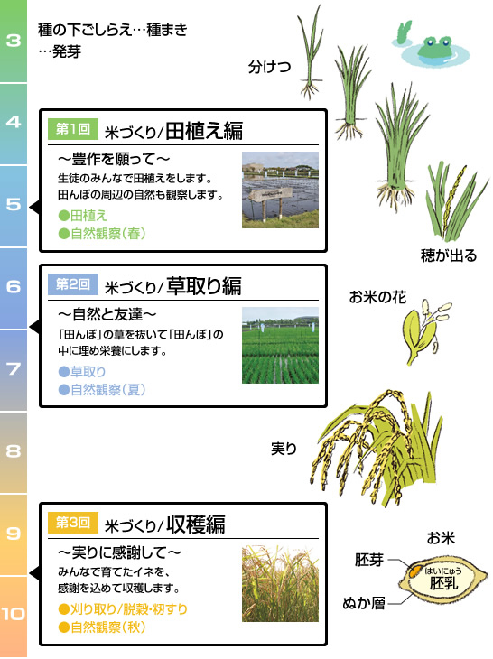 お米ができるまで