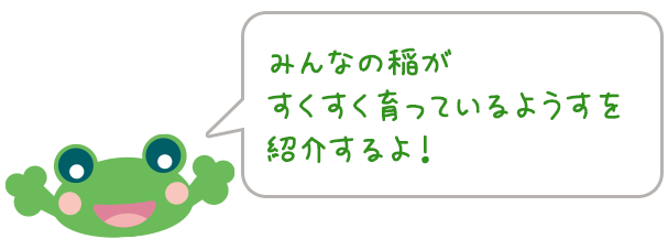 みんなの稲がすくすく育っているようすを紹介するよ！