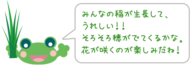 みんなの稲が生長して、うれしい！！
              そろそろ穂がでてくるかな。花が咲くのが楽しみだね！