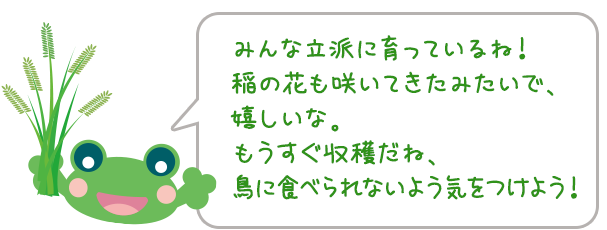 みんな立派に育っているね！稲の花も咲いてきたみたいで、嬉しいな。もうすぐ 収穫だね、鳥に食べられないよう気をつけよう！