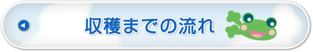 収穫までの流れ