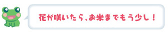 花が咲いたら、お米までもう少し！