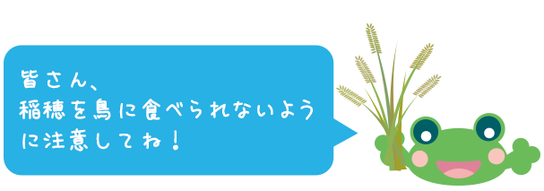 おうちで田んぼ体験 バケツ稲 みんなの栽培日記 宝酒造 田んぼの学校 環境活動 宝酒造株式会社