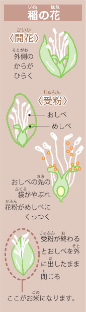 稲の花
〈開花〉外側のからがひらく
〈受粉〉おしべ
　　　　めしべ
　　　　おしべの先の袋がやぶれ花粉がめしべにくっつく
　　　　受粉が終わるとおしべを外に出したまま閉じる
　　　　ここがお米になります。
