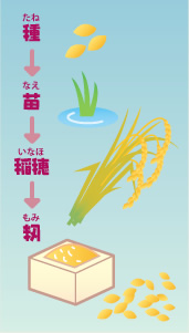 種→苗→稲穂→籾