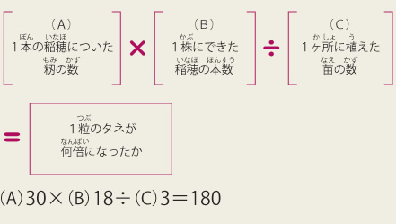 (A)1本の稲穂についた籾の数×(B)1株にできた稲穂の本数÷(C)1ヶ所に植えた苗の数＝1粒のタネが何倍になったか (A)30×(B)18÷(C)3＝180