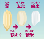 籾　玄米　白米
籾すり→精米