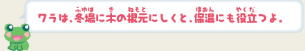 ワラは、冬場に木の根元にしくと、保温にも役立つよ。