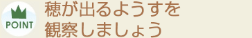 穂が出るようすを観察しましょう