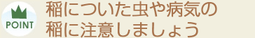 稲についた虫や病気の稲に注意しましょう