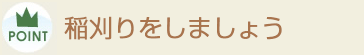 稲刈りをしましょう