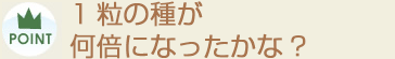 1粒の種が何倍になったかな？