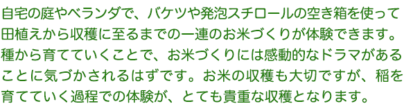 自宅の庭やベランダで、バケツや発泡スチロールの空き箱を使って田植えから収穫に至るまでの一連のお米づくりが体験できます。
種から育てていくことで、お米づくりには感動的なドラマがあることに気づかされるはずです。お米の収穫も大切ですが、稲を育てていく過程での体験が、とても貴重な収穫となります。
