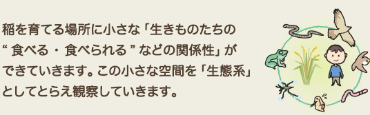 稲を育てる場所に小さな「生きものたちの“食べる・食べられる”などの関係性」ができていきます。この小さな空間を「生態系」としてとらえ観察していきます。