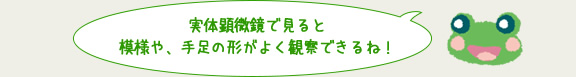 実体顕微鏡で見ると模様や、手足の形がよく観察できるね！