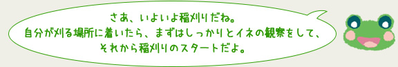 さあ、いよいよ稲刈りだね。自分が刈る場所に着いたら、まずはしっかりとイネの視察をして、それから稲刈りのスタートだよ。