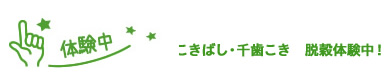 体験中：こきばし・千歯こき　脱穀体験中！