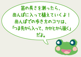 苗の長さを測ったら、田んぼに入って植えていくよ！田んぼでの歩き方のコツは、「つま先から入って、かかとから抜く」だよ。