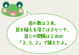 苗の数は３本、苗を植える深さは３センチ、苗との間隔は２０㎝「３,３,２」で植えたよ。