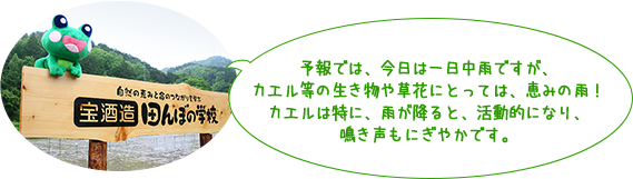 予報では、今日は一日中雨ですが、カエル等の生き物や草花にとっては、恵みの雨！カエルは特に、雨が降ると、活動的になり、鳴き声もにぎやかです。