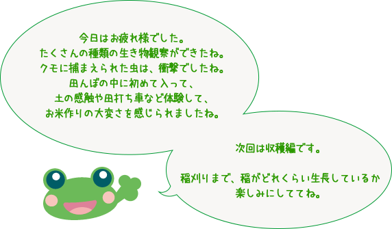 今日はお疲れ様でした。たくさんの種類の生き物観察ができたね。クモに捕まえられた虫は、衝撃でしたね。田んぼの中に初めて入って、土の感触や田打ち車など体験して、お米作りの大変さを感じられましたね。次回は収穫編です。稲刈りまで、稲がどれくらい生長しているか楽しみにしててね。