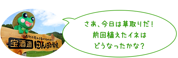 さあ、今日は草取りだ！
前回植えたイネはどうなったかな？