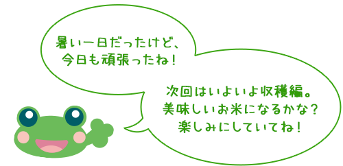 暑い一日だったけど、今日も頑張ったね！

              次回はいよいよ収穫編。美味しいお米になるかな？ 楽しみにしていてね！
