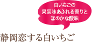 白いちごの果実味あふれる香りとほのかな酸味　静岡恋する白いちご