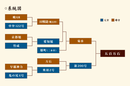 五百万石の系統図