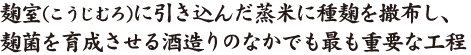 麹室（こうじむろ）に引き込んだ蒸米に種麹を撒布し、麹菌を育成させる酒造りのなかでも最も重要な工程